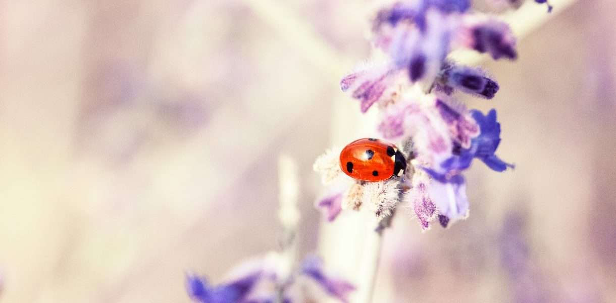 Ladybug spiritual meaning
