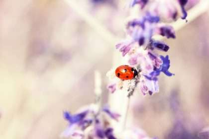Ladybug spiritual meaning