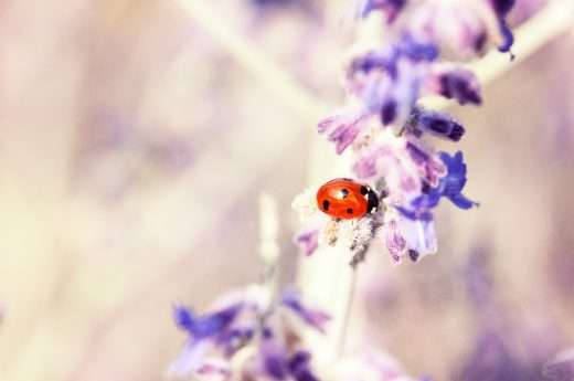 Ladybug spiritual meaning
