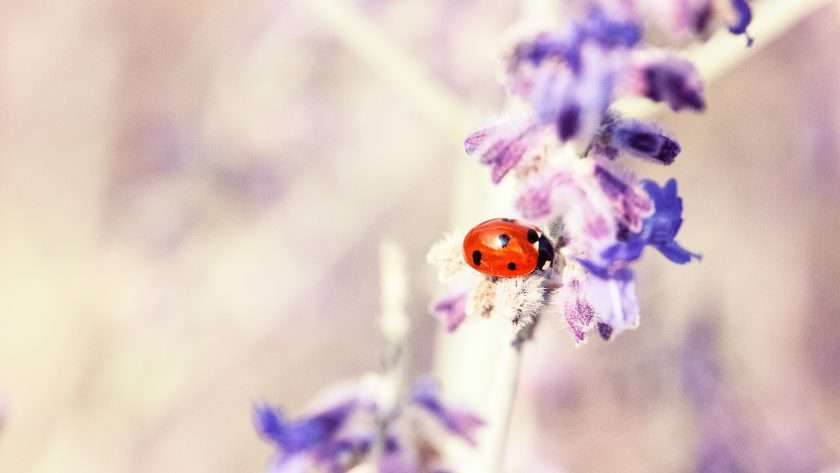 Ladybug spiritual meaning