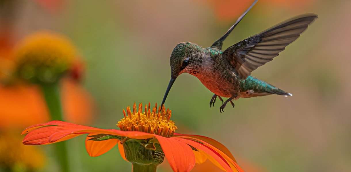 Hummingbird spiritual meaning