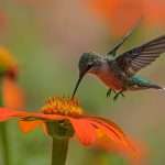 Hummingbird spiritual meaning