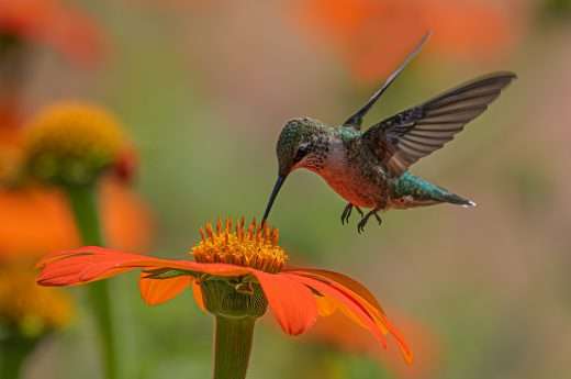 Hummingbird spiritual meaning
