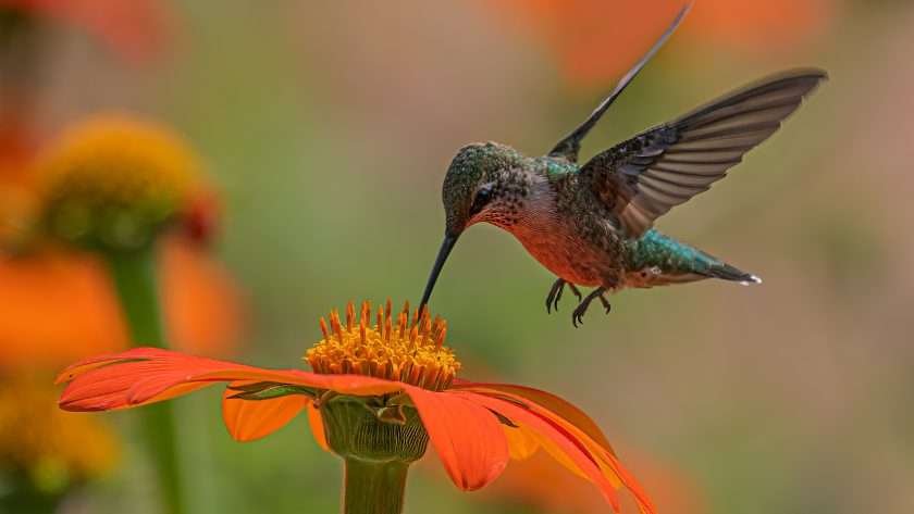 Hummingbird spiritual meaning