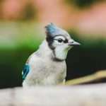 Blue jay spiritual meaning