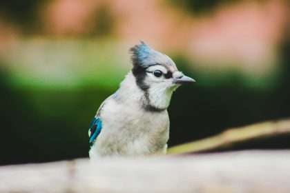 Blue jay spiritual meaning