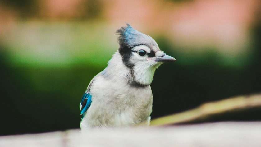 Blue jay spiritual meaning