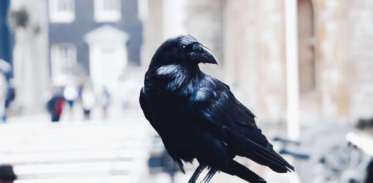 Crow spiritual meaning