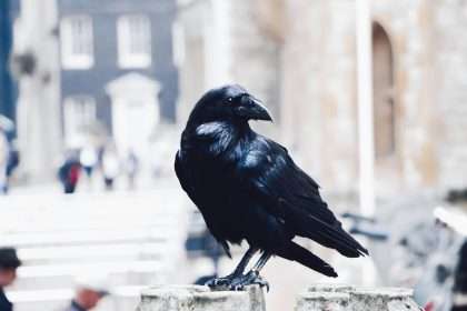 Crow spiritual meaning