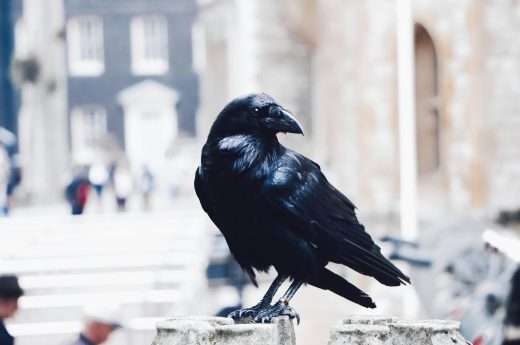 Crow spiritual meaning