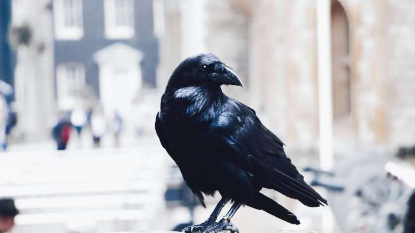 Crow spiritual meaning