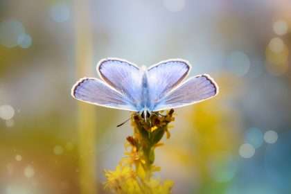 Butterfly spiritual meaning