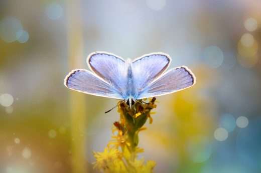Butterfly spiritual meaning