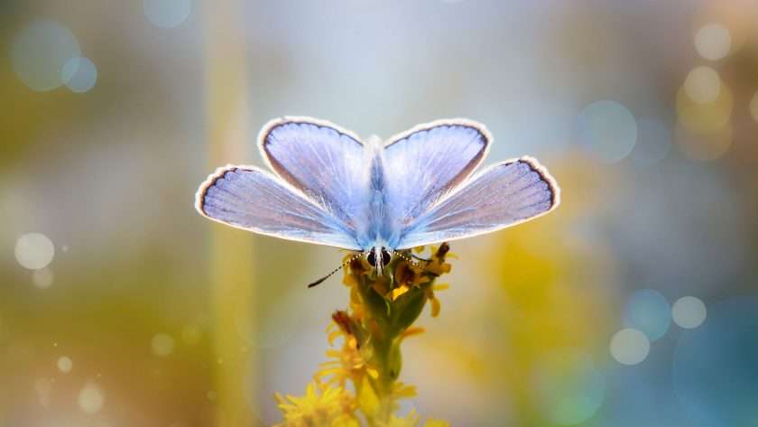 Butterfly spiritual meaning