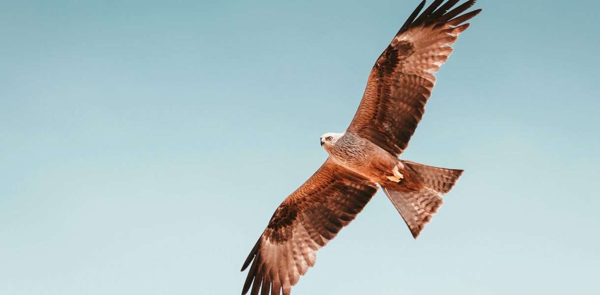 Hawk spiritual meaning
