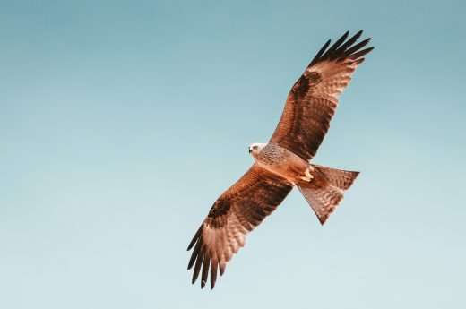 Hawk spiritual meaning
