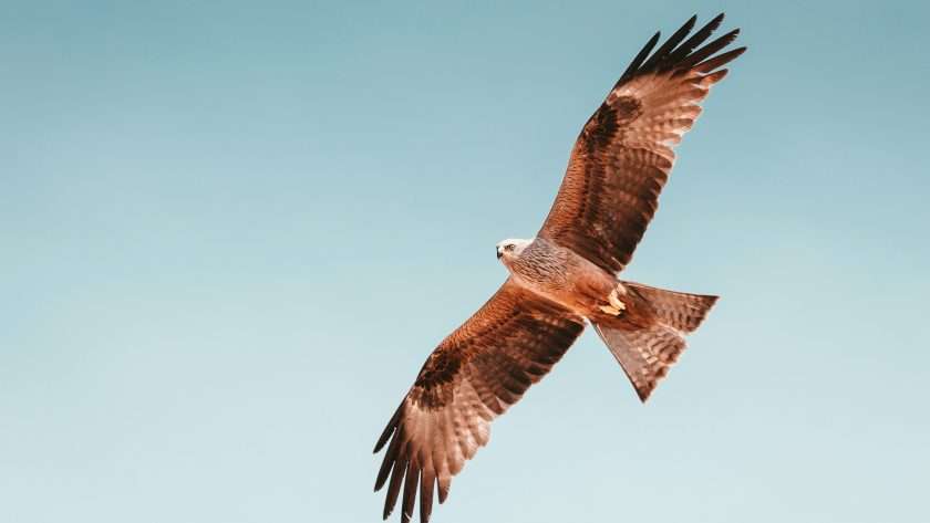 Hawk spiritual meaning