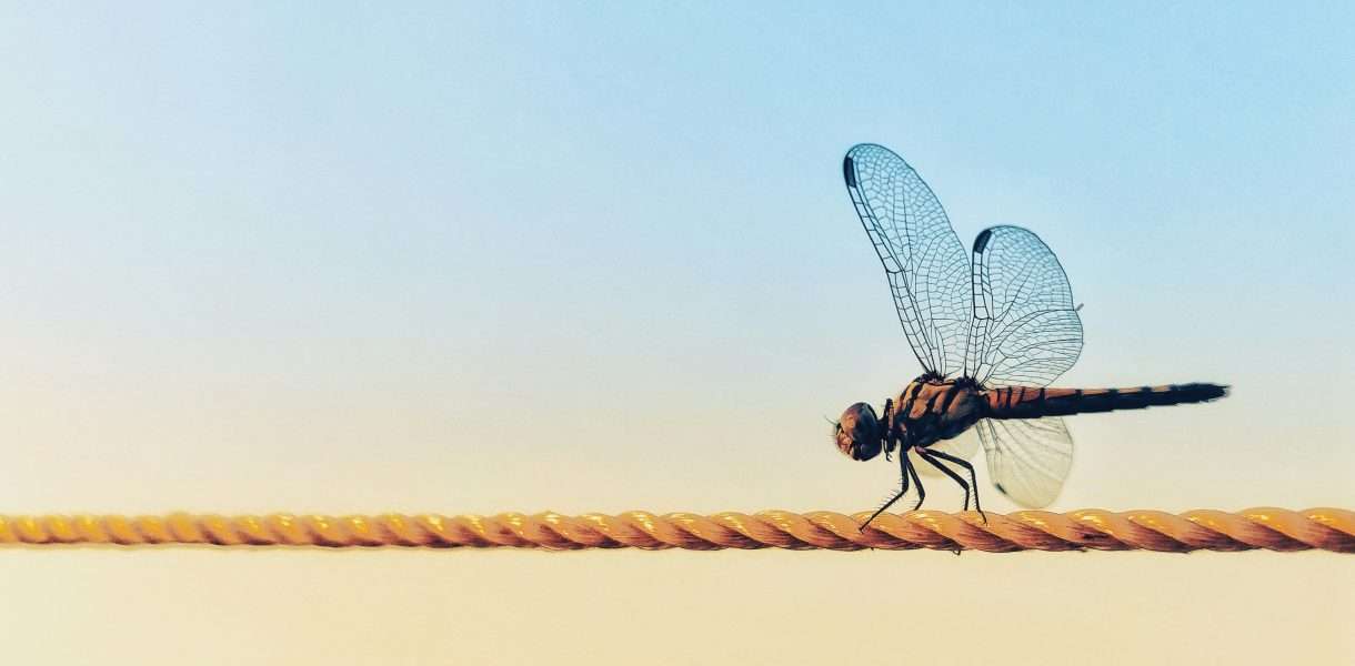 Dragonfly spiritual meaning