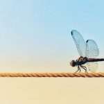 Dragonfly spiritual meaning