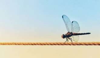 Dragonfly spiritual meaning