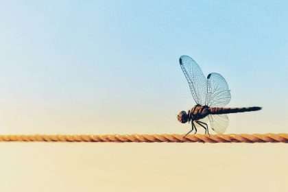 Dragonfly spiritual meaning