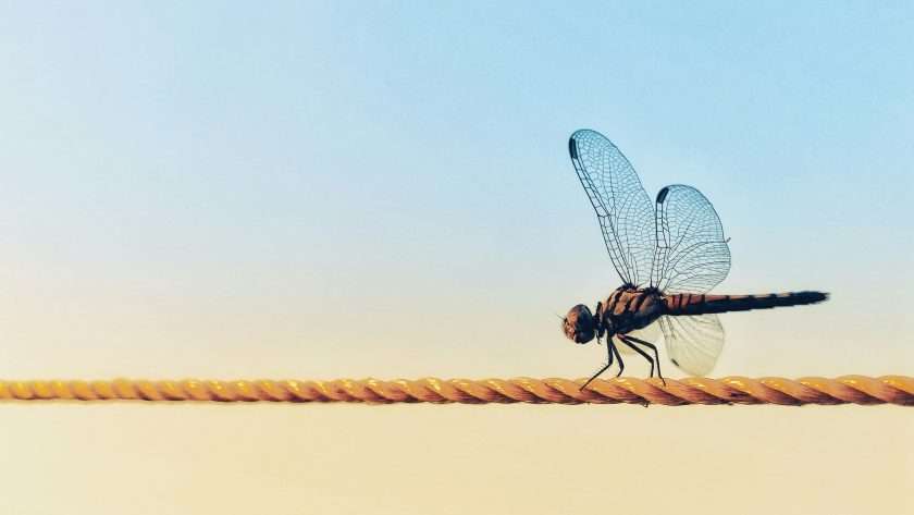 Dragonfly spiritual meaning