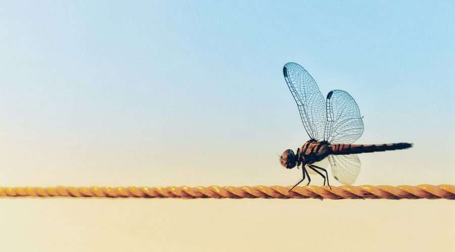 Dragonfly spiritual meaning