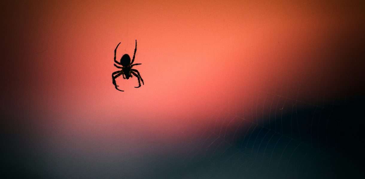 Spider spiritual meaning