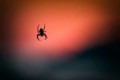 Spider spiritual meaning