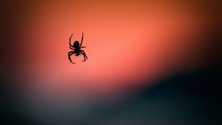 Spider spiritual meaning