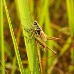 Grasshopper spiritual meaning