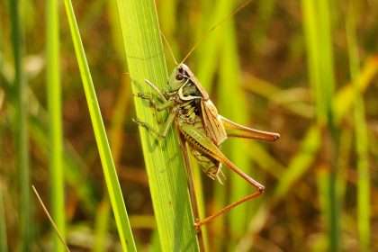Grasshopper spiritual meaning