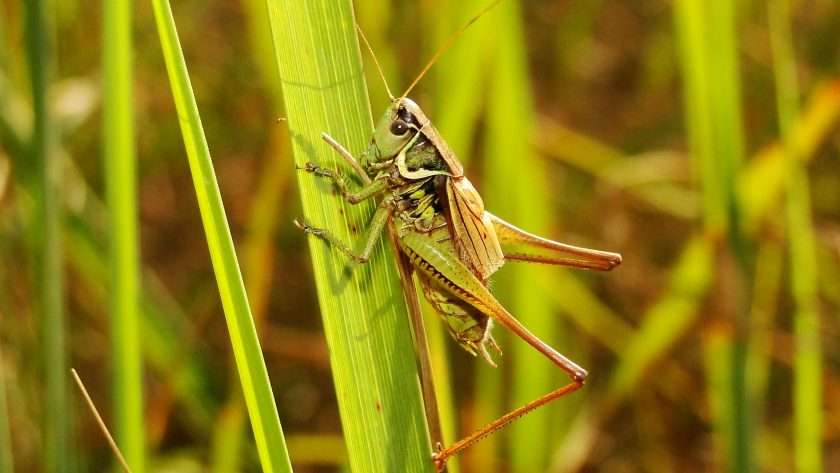 Grasshopper spiritual meaning