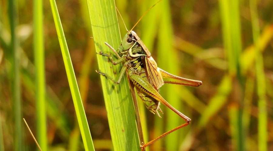 Grasshopper spiritual meaning