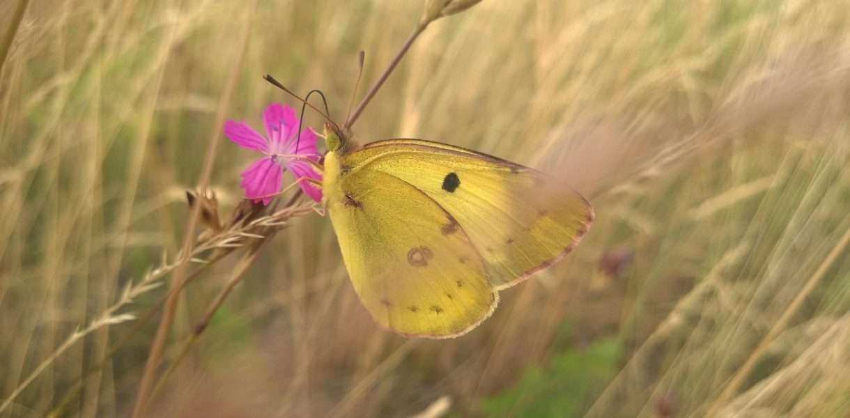 Yellow butterfly spiritual meaning