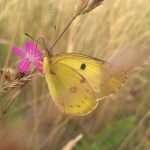 Yellow butterfly spiritual meaning