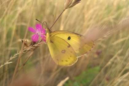 Yellow butterfly spiritual meaning