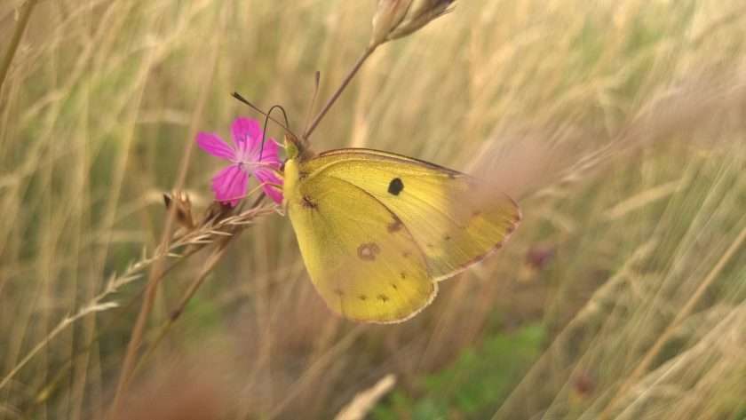 Yellow butterfly spiritual meaning