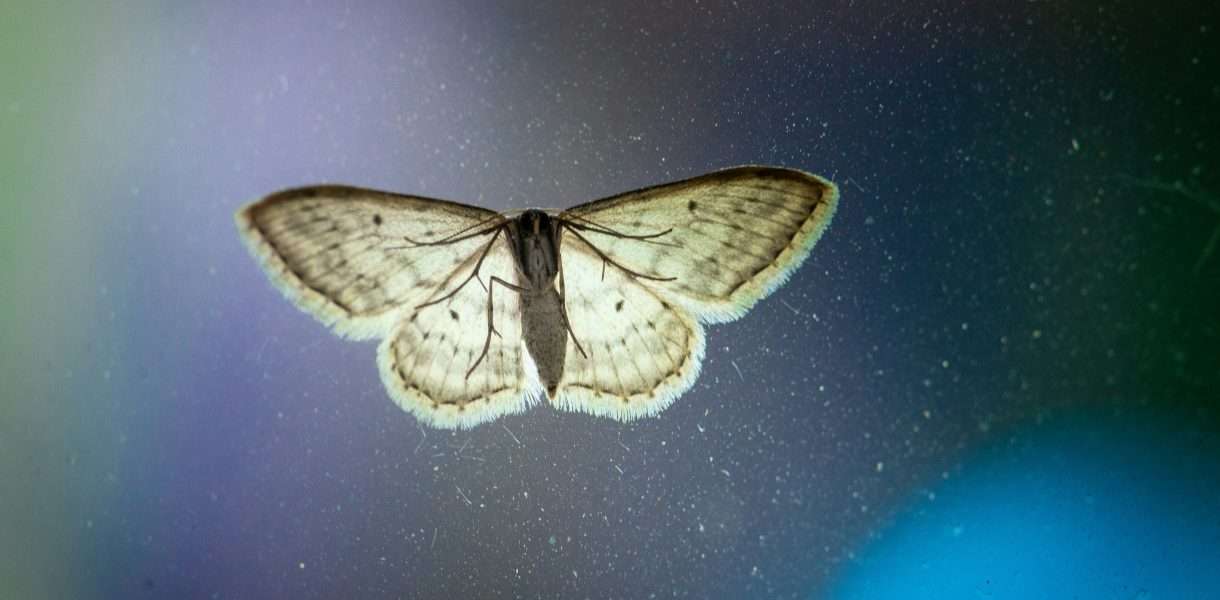 Moth spiritual meaning