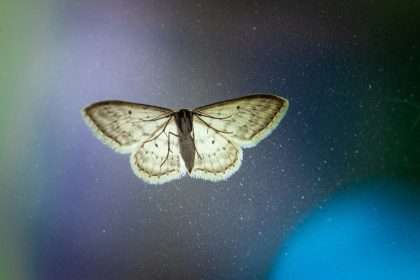Moth spiritual meaning