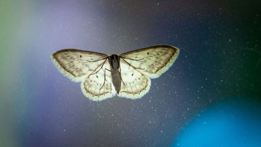 Moth spiritual meaning