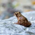 Frog spiritual meaning