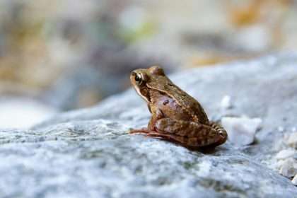 Frog spiritual meaning