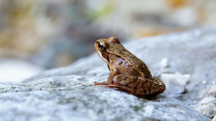 Frog spiritual meaning
