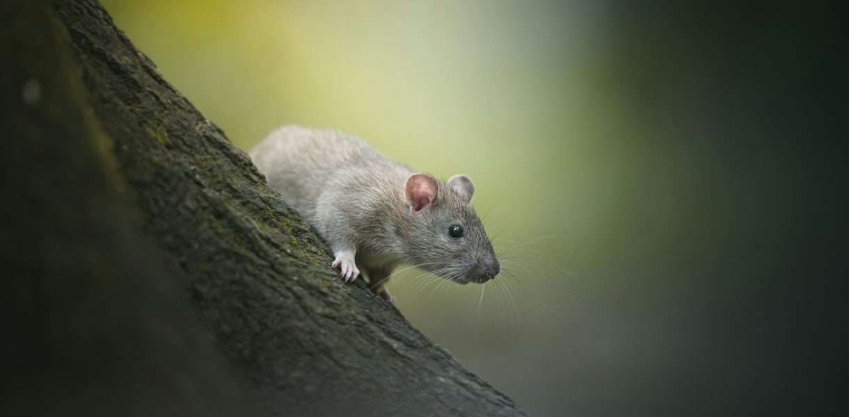 Spiritual Meaning of Rats: What Messages Do They Carry?
