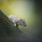 Spiritual Meaning of Rats: What Messages Do They Carry?