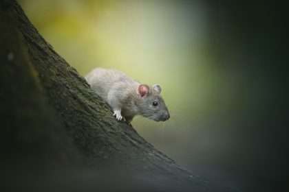 Spiritual Meaning of Rats: What Messages Do They Carry?