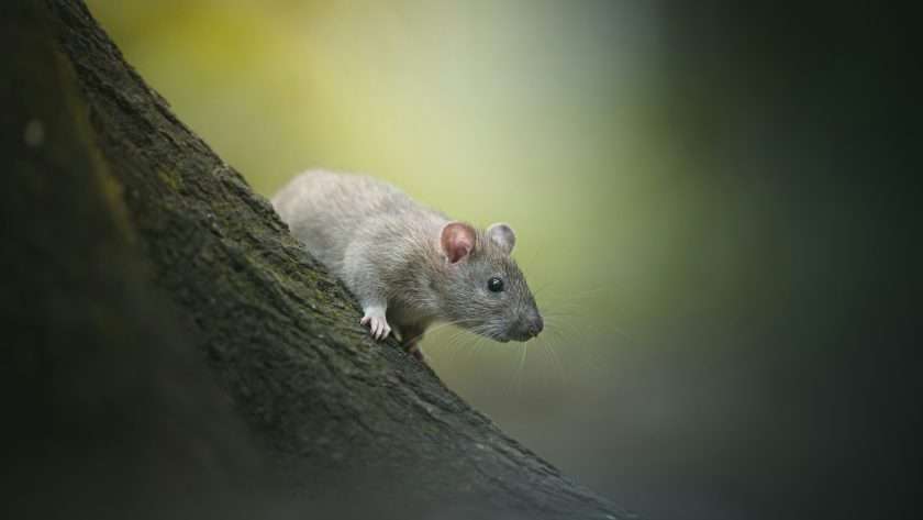 Spiritual Meaning of Rats: What Messages Do They Carry?