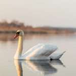 Swan spiritual meaning: Unlocking the Mystical Symbolism Behind These Graceful Creatures