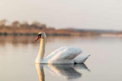 Swan spiritual meaning: Unlocking the Mystical Symbolism Behind These Graceful Creatures